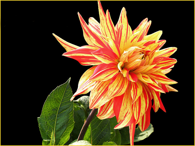 Обои картинки фото цветы, георгины, лепестки, листья