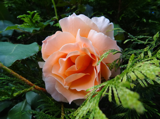 Обои картинки фото цветы, розы, листья