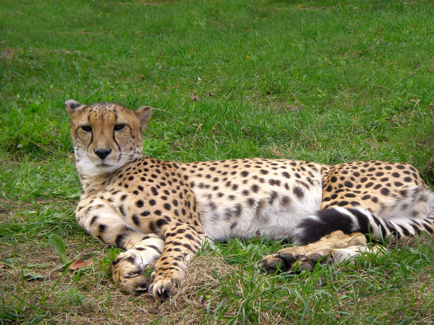 Обои картинки фото животные, гепарды, гепард, трава, отдых