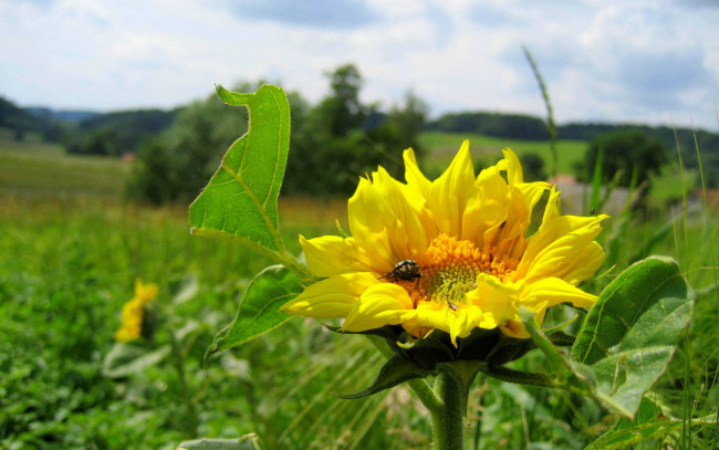 Обои картинки фото цветы, подсолнухи, солнечный, желтый