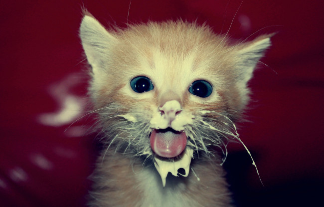 Обои картинки фото животные, коты, котёнок