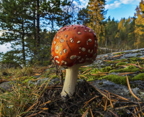 Картинка природа грибы мухомор флора