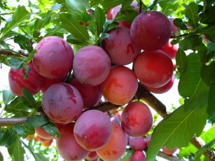 Картинка природа плоды сливы дерево