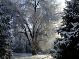 Картинка природа зима снег лес