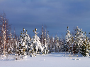 Картинка природа зима снег лес