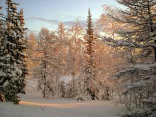 Картинка природа зима снег лес