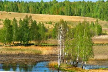 Картинка природа деревья берёзы