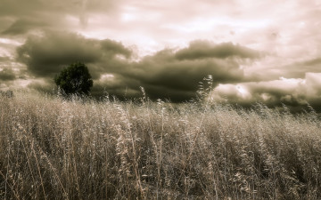 Картинка природа поля дерево облака поле колос