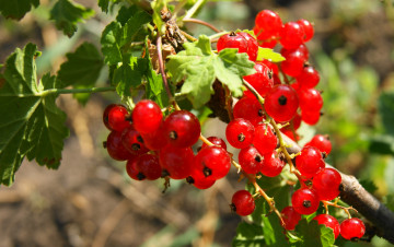 Картинка природа Ягоды смородина