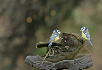 Картинка животные синицы +лазоревки синички