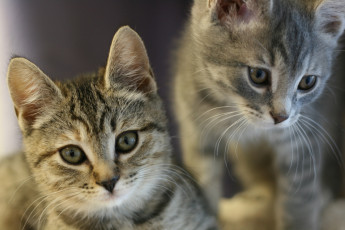 Картинка животные коты котята усы ушки взгляд