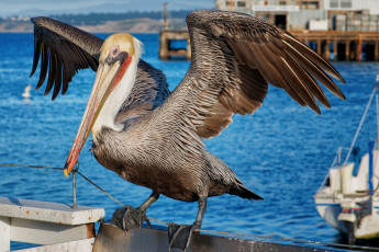 Картинка животные пеликаны пеликан