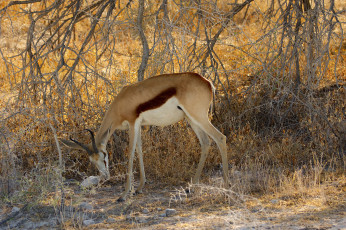 Картинка животные антилопы антилопа