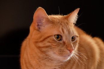 Картинка животные коты кошка