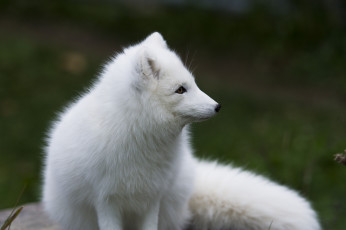 Картинка животные песцы мех профиль белый песец