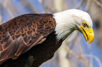 Картинка животные птицы+-+хищники белоголовый орлан