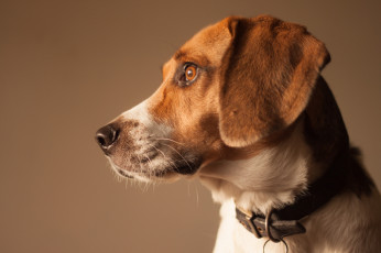 Картинка животные собаки пес