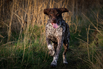 Картинка животные собаки пес охота