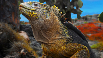 Картинка животные хамелеоны хамелеон