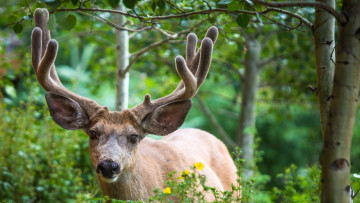 Картинка животные олени олень