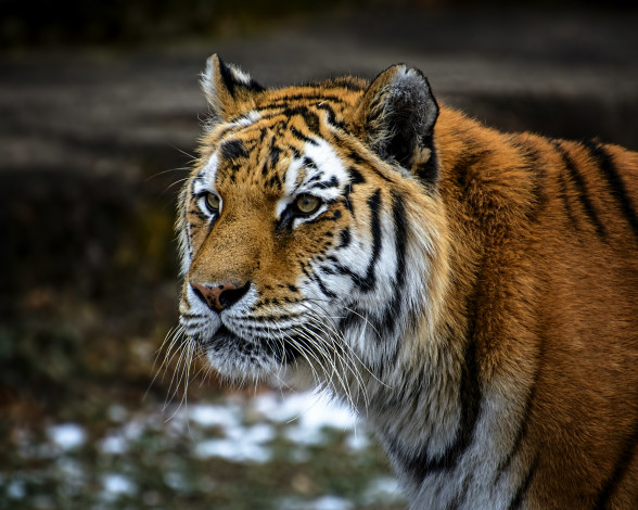 Обои картинки фото животные, тигры, тигр, морда