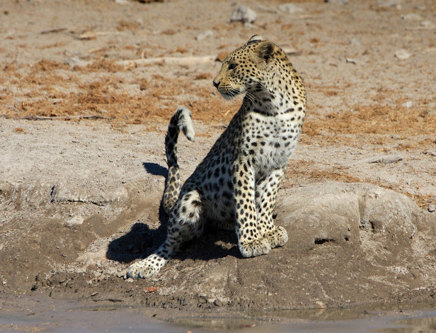 Обои картинки фото животные, леопарды, леопард