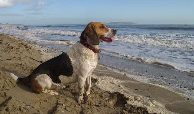 Обои картинки фото животные, собаки, спаниэль