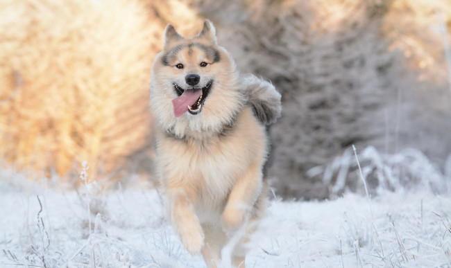 Обои картинки фото животные, собаки, язык, друг, взгляд, собака