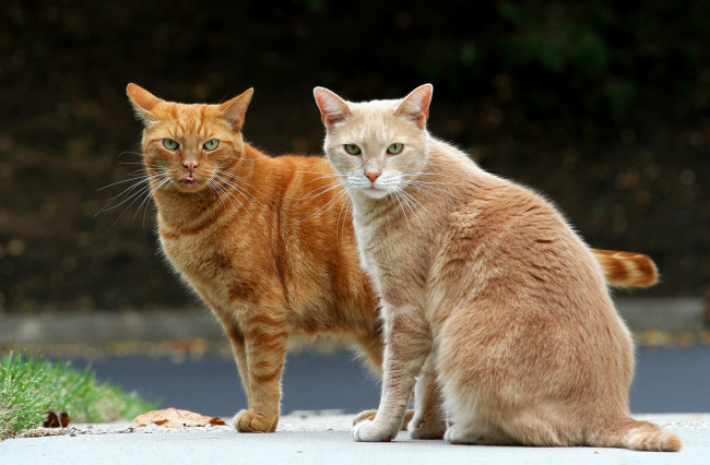 Обои картинки фото животные, коты, кошки