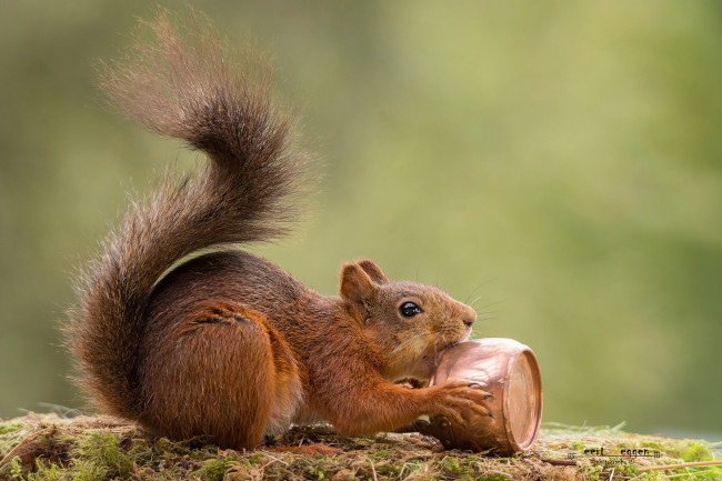 Обои картинки фото животные, белки, белка, хвост