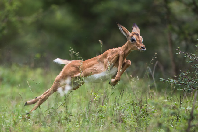Обои картинки фото животные, антилопы, антилопа