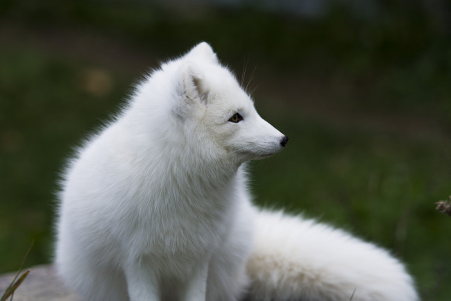Обои картинки фото животные, песцы, мех, профиль, белый, песец