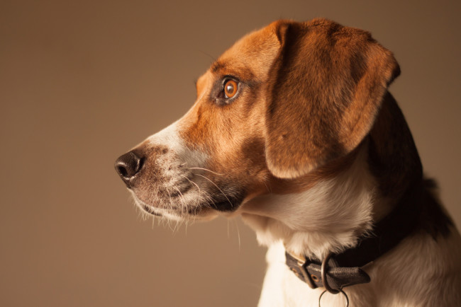 Обои картинки фото животные, собаки, пес