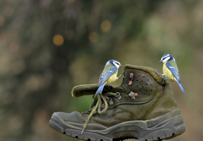 Обои картинки фото животные, синицы,  лазоревки, синички