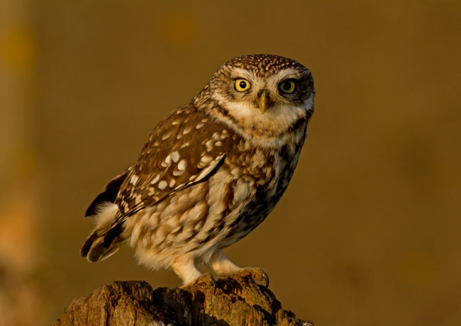 Обои картинки фото животные, совы, сова