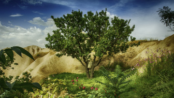 Картинка природа деревья дерево холмы цветы пейзаж