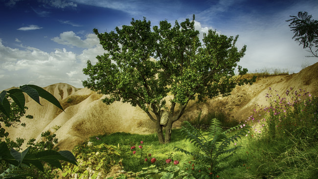 Обои картинки фото природа, деревья, дерево, холмы, цветы, пейзаж