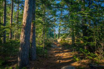 Картинка природа лес деревья