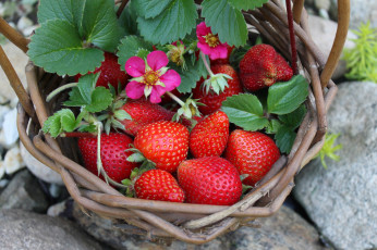 Картинка еда клубника +земляника ягоды