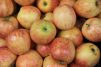 Картинка еда Яблоки плоды