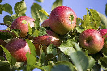 Картинка природа плоды яблоки