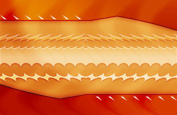 обоя векторная графика, графика , graphics, цвета, фон, узор