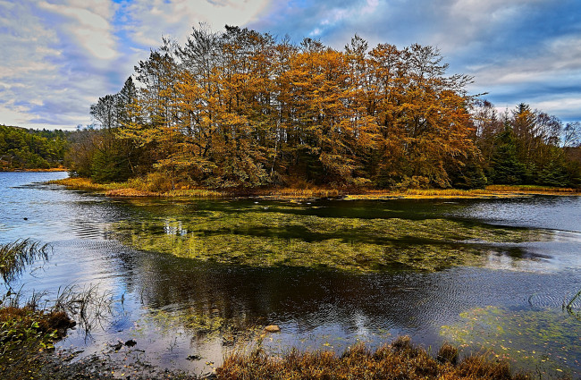 Обои картинки фото природа, реки, озера, лес, река