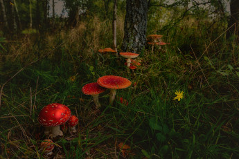 Картинка природа грибы +мухомор простор