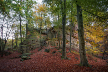 Картинка природа лес простор