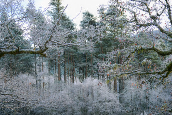 Картинка природа лес простор