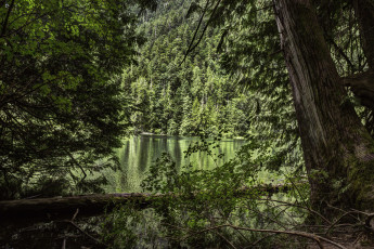 Картинка природа лес простор