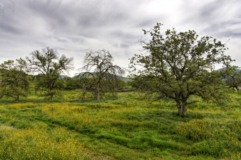 Картинка природа деревья простор