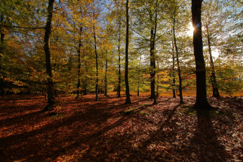 Картинка природа лес простор