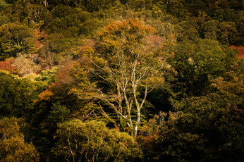 Картинка природа лес простор